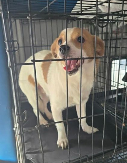 STEVEN IN TX - Chihuahua available for adoption