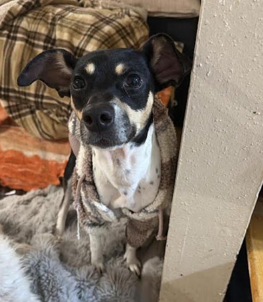 MAGGIE JEAN IN TX - Rat Terrier available for adoption