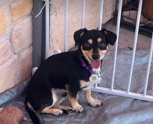 DUDE IN TX - Chihuahua available for adoption