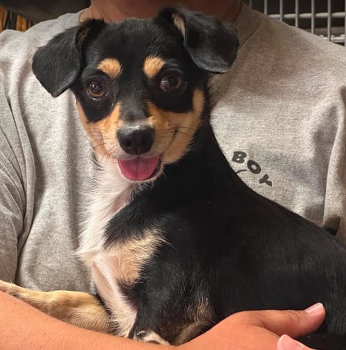 DUDE IN TX - Chihuahua available for adoption