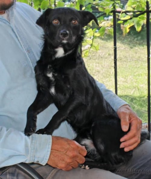 FARLEY IN TX - Spaniel / Chihuahua available for adoption