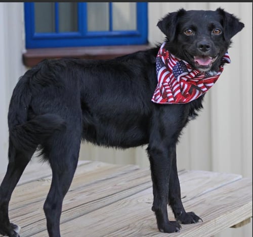 FARLEY IN TX - Spaniel / Chihuahua available for adoption