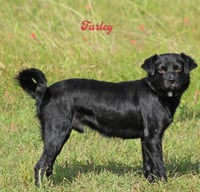 Farley in TX - Photo 4