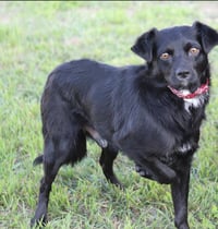 Farley in TX - Photo 3