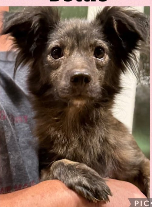 Dottie in TX Image