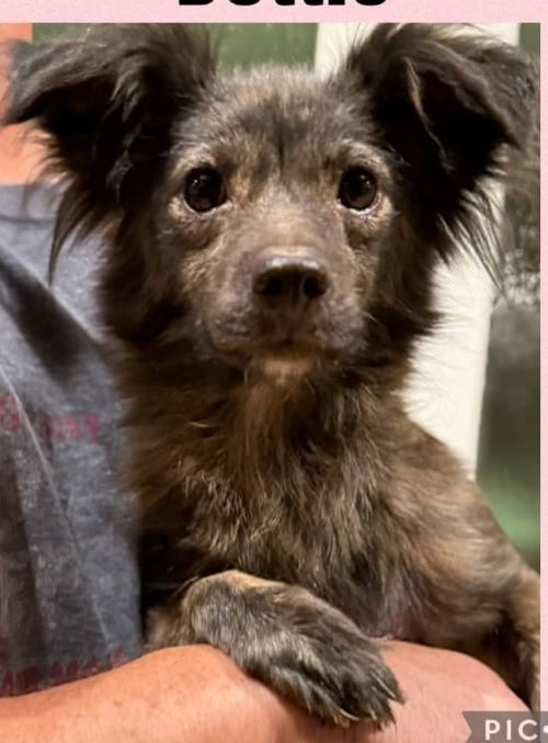 DOTTIE IN TX - Chihuahua available for adoption