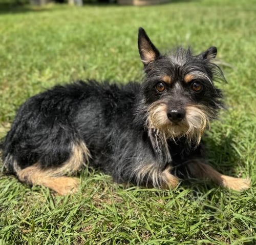 BERLOIZ IN TX - Yorkshire Terrier Yorkie available for adoption