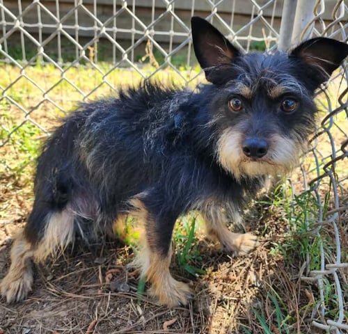 BERLOIZ IN TX - Yorkshire Terrier Yorkie available for adoption