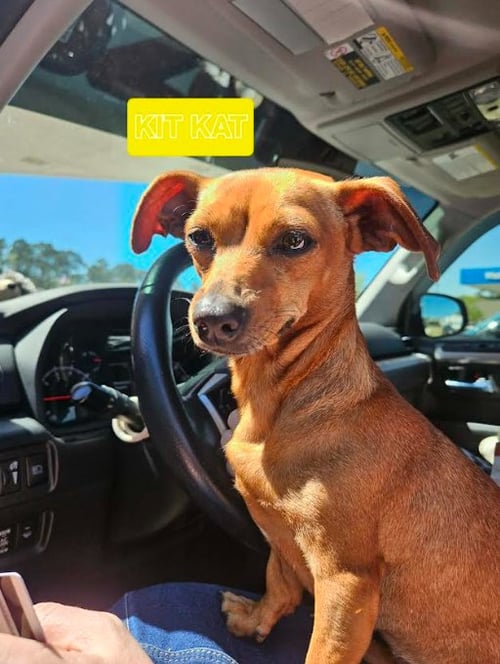 KIT KAT IN LA - Dachshund / Chihuahua available for adoption