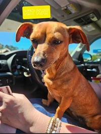 Kit Kat in LA - Photo 2