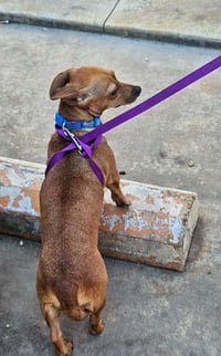 Kit Kat in LA - Photo 4