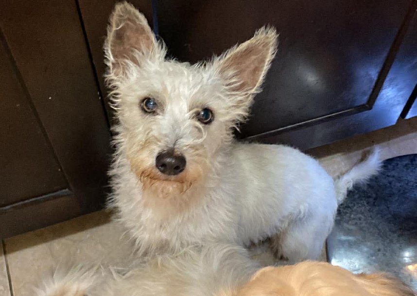 COOPER IN TX - Terrier available for adoption