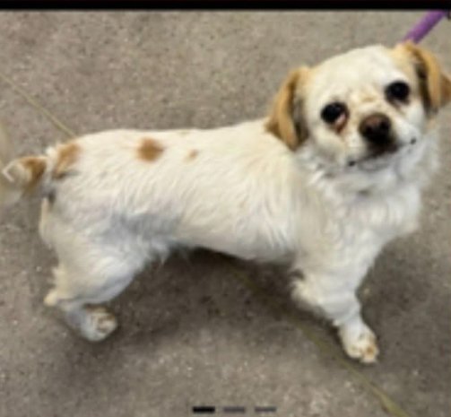 NEWTON IN TX - Chihuahua available for adoption