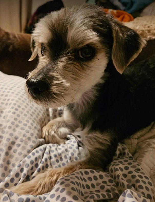 NEWT IN TX - Terrier available for adoption