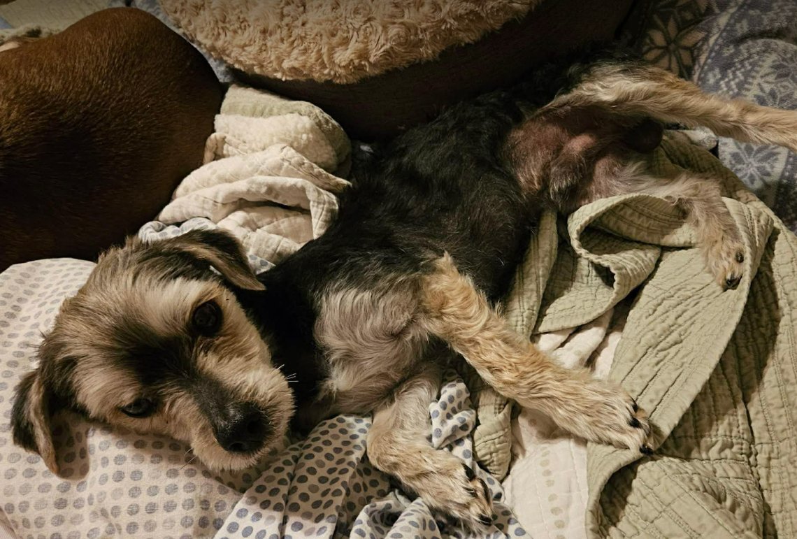 NEWT IN TX - Terrier available for adoption