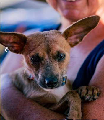 CRUISER IN TX - Chihuahua available for adoption