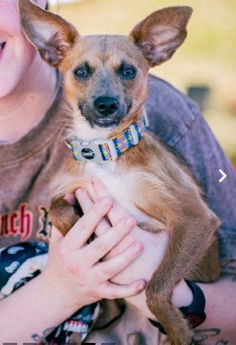CRUISER IN TX - Chihuahua available for adoption