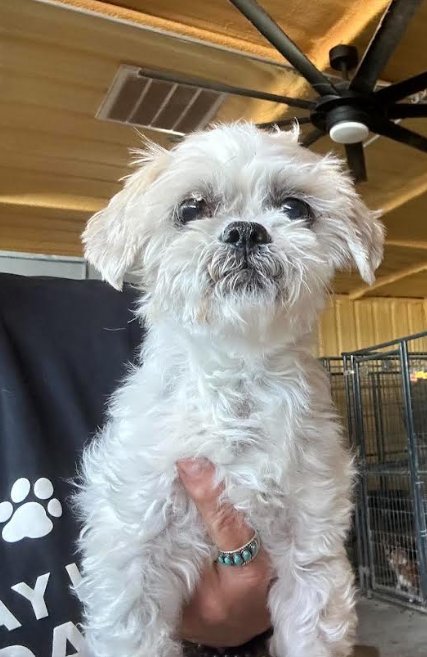 BOB IN TX - Shih Tzu available for adoption