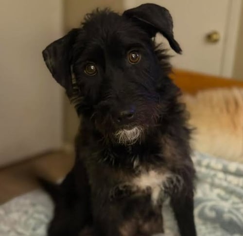LUCIELLE IN TX - Terrier available for adoption