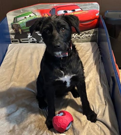 LUCIELLE IN RI - Terrier available for adoption