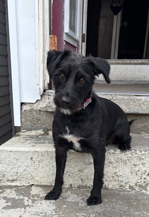 LUCIELLE IN RI - Terrier available for adoption
