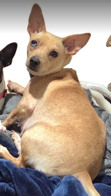 NANCY IN TX - Chihuahua available for adoption