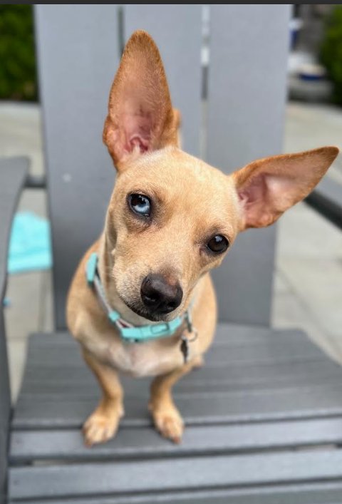 NANCY IN RI - Chihuahua available for adoption