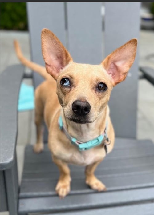 NANCY IN RI - Chihuahua available for adoption