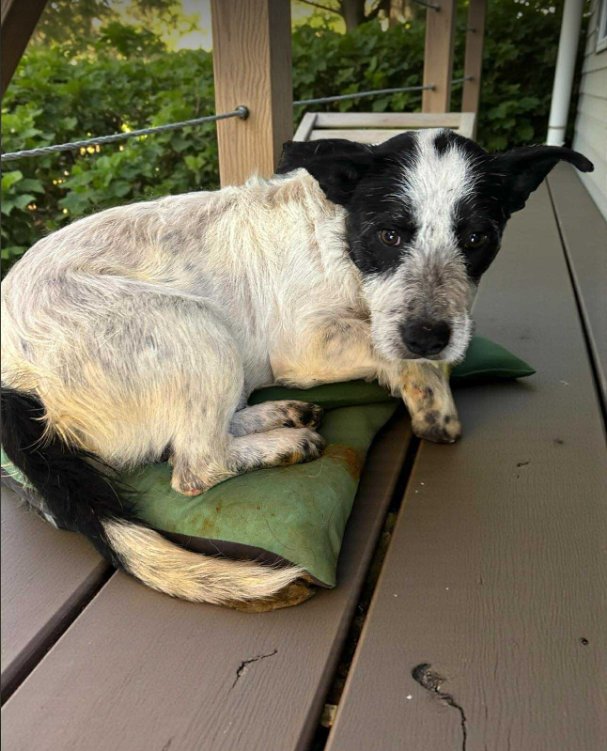 LEMUR IN RI - Unknown available for adoption