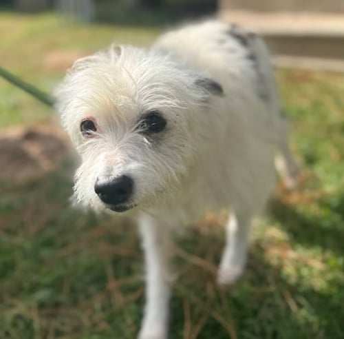 FLORA MAE IN TX - Terrier available for adoption