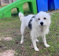 Flora Mae in TX - Photo 2