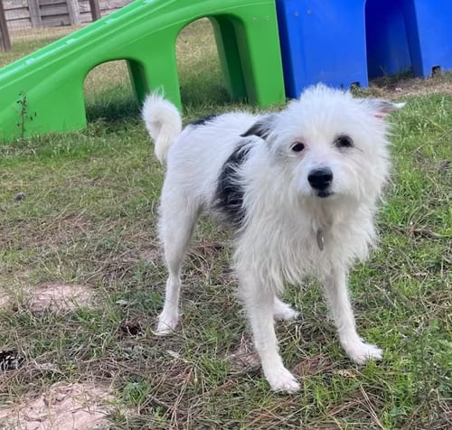 FLORA MAE IN TX - Terrier available for adoption