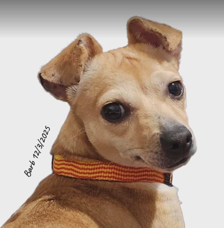 BARB IN TX - Chihuahua / Dachshund available for adoption