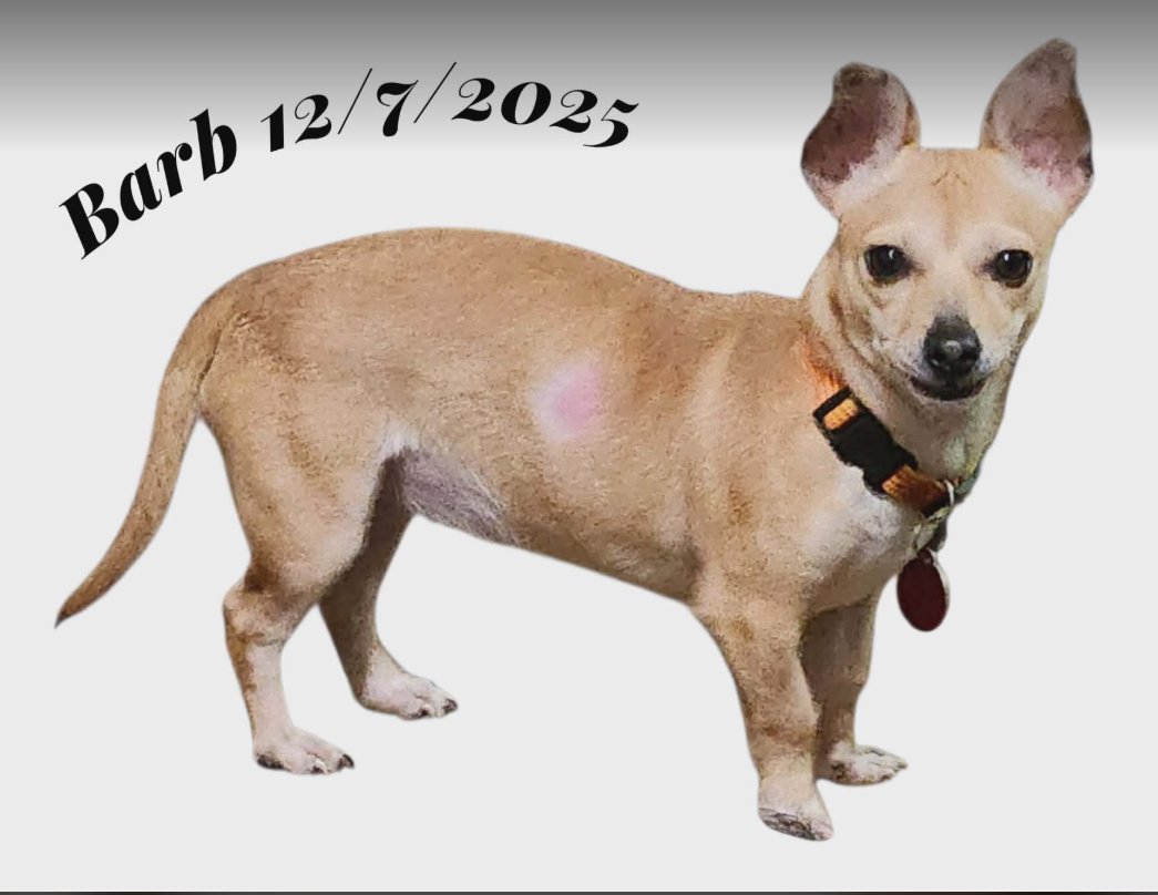 BARB IN TX - Chihuahua / Dachshund available for adoption
