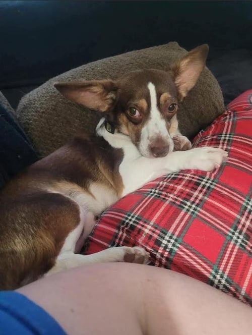 GIZMO GADGET IN TX - Chihuahua available for adoption
