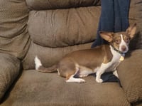 Gizmo Gadget in TX - Photo 2