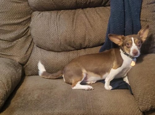 GIZMO GADGET IN TX - Chihuahua available for adoption