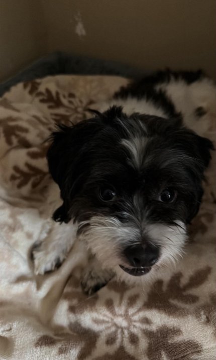 MAX IN RI - Shih Tzu available for adoption