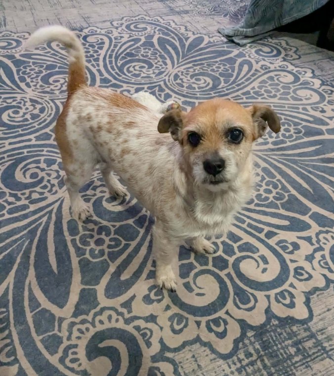 CHLOE IN LA - Terrier / Chihuahua available for adoption