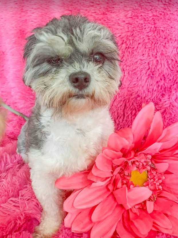 BELLA IN RI - Shih Tzu available for adoption