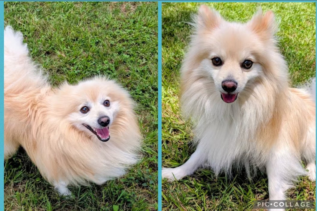 Chief Blaze and Chewy Spark in TX Image