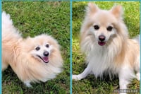 Chief Blaze and Chewy Spark in TX - Photo 1