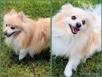 Chief Blaze and Chewy Spark in TX - Photo 2