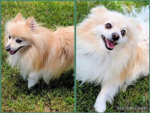 CHIEF BLAZE AND CHEWY SPARK IN TX - Pomeranian available for adoption