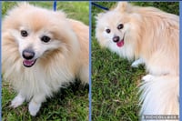 Chief Blaze and Chewy Spark in TX - Photo 3