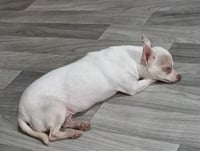 June Bug in TX - Photo 1