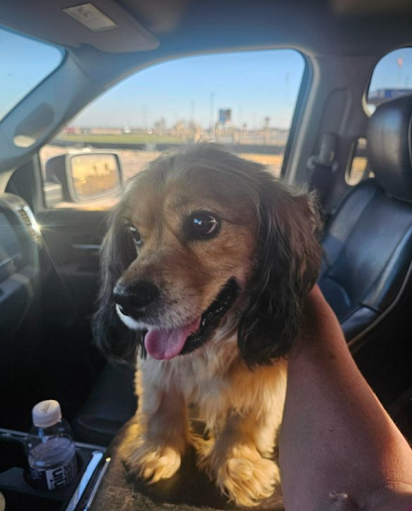 ROSCOE IN TX - Dachshund available for adoption