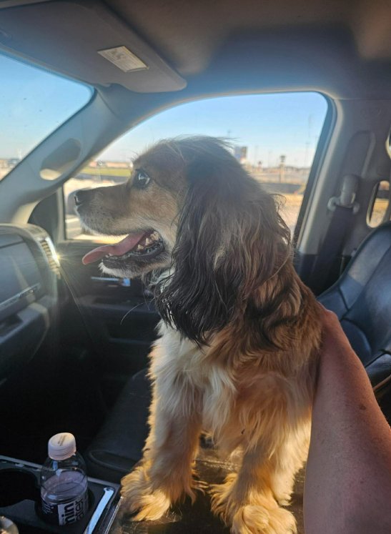 ROSCOE IN TX - Dachshund available for adoption