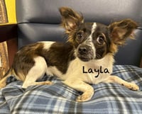 Layla in TX - Photo 1