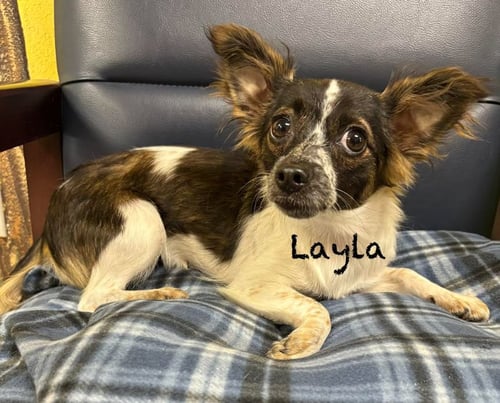LAYLA IN TX - Chihuahua available for adoption